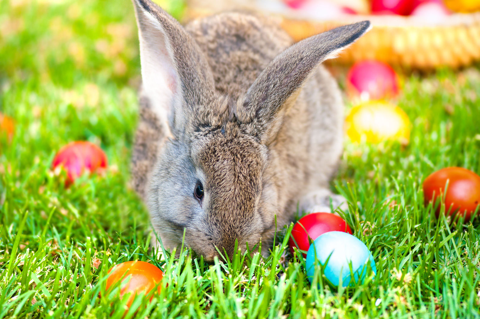 Search for the Easter bunny and enjoy other spring events and activities when staying at Medicine Hat hotels such as the Comfort Inn and Suites.